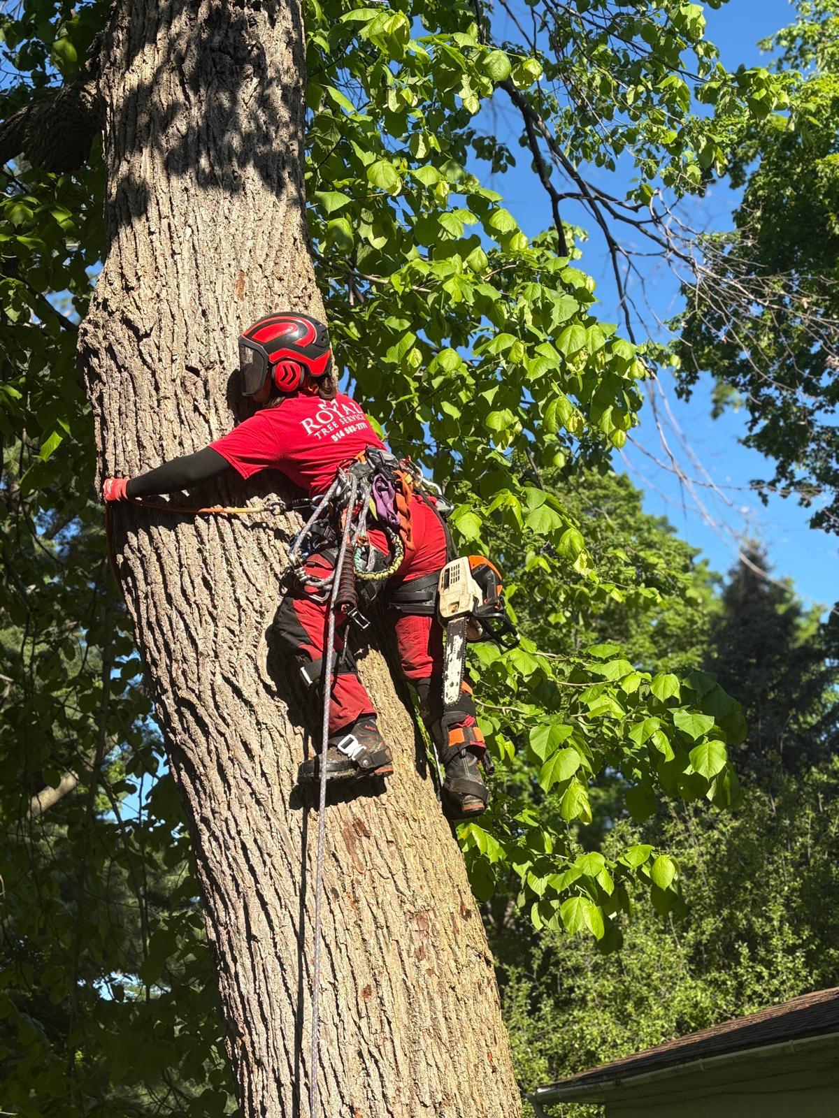 Royal Tree Service | Kirkland QC