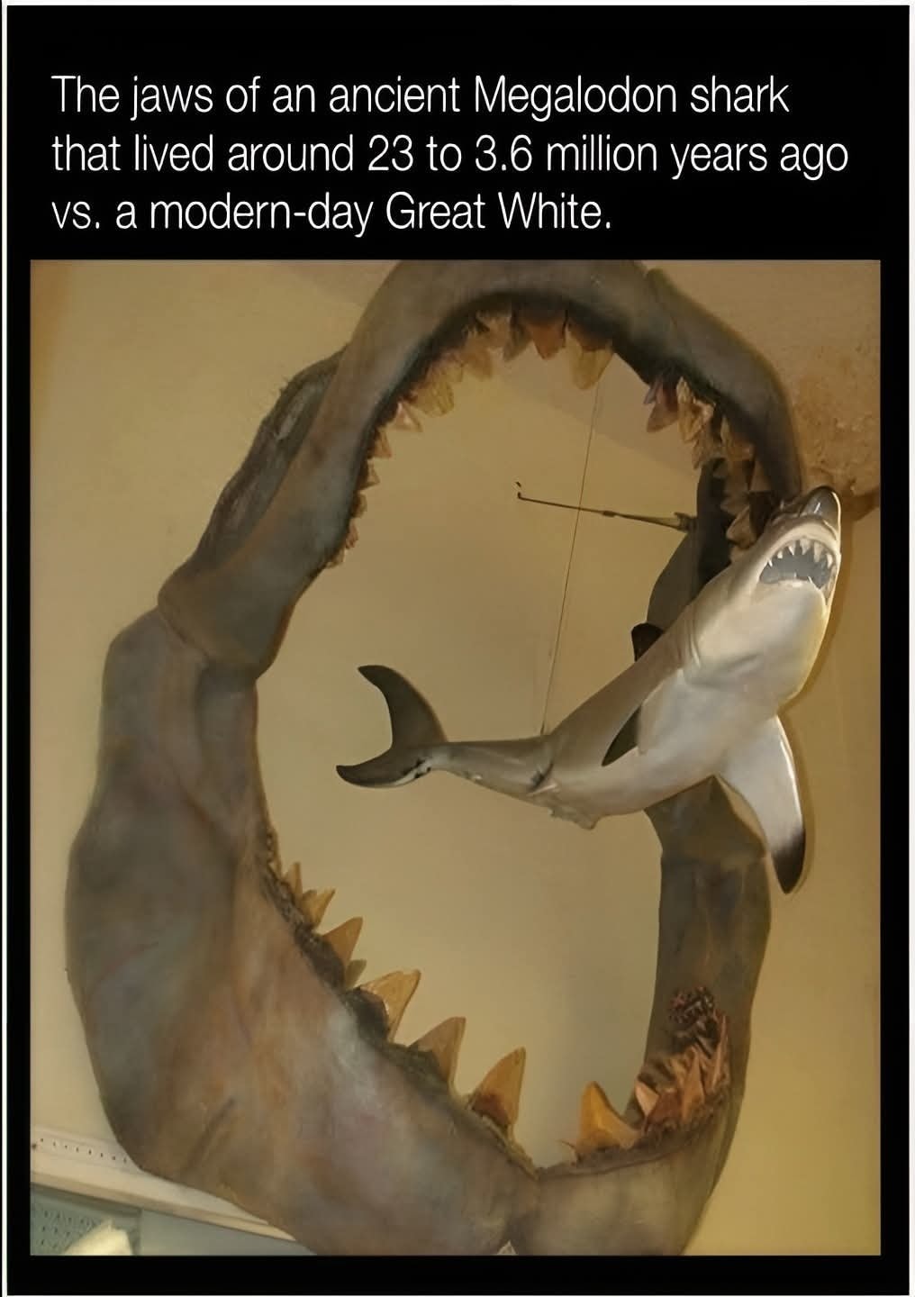 その他 shark predator '23 スポーツ/アウトドア その他 shark predator '23