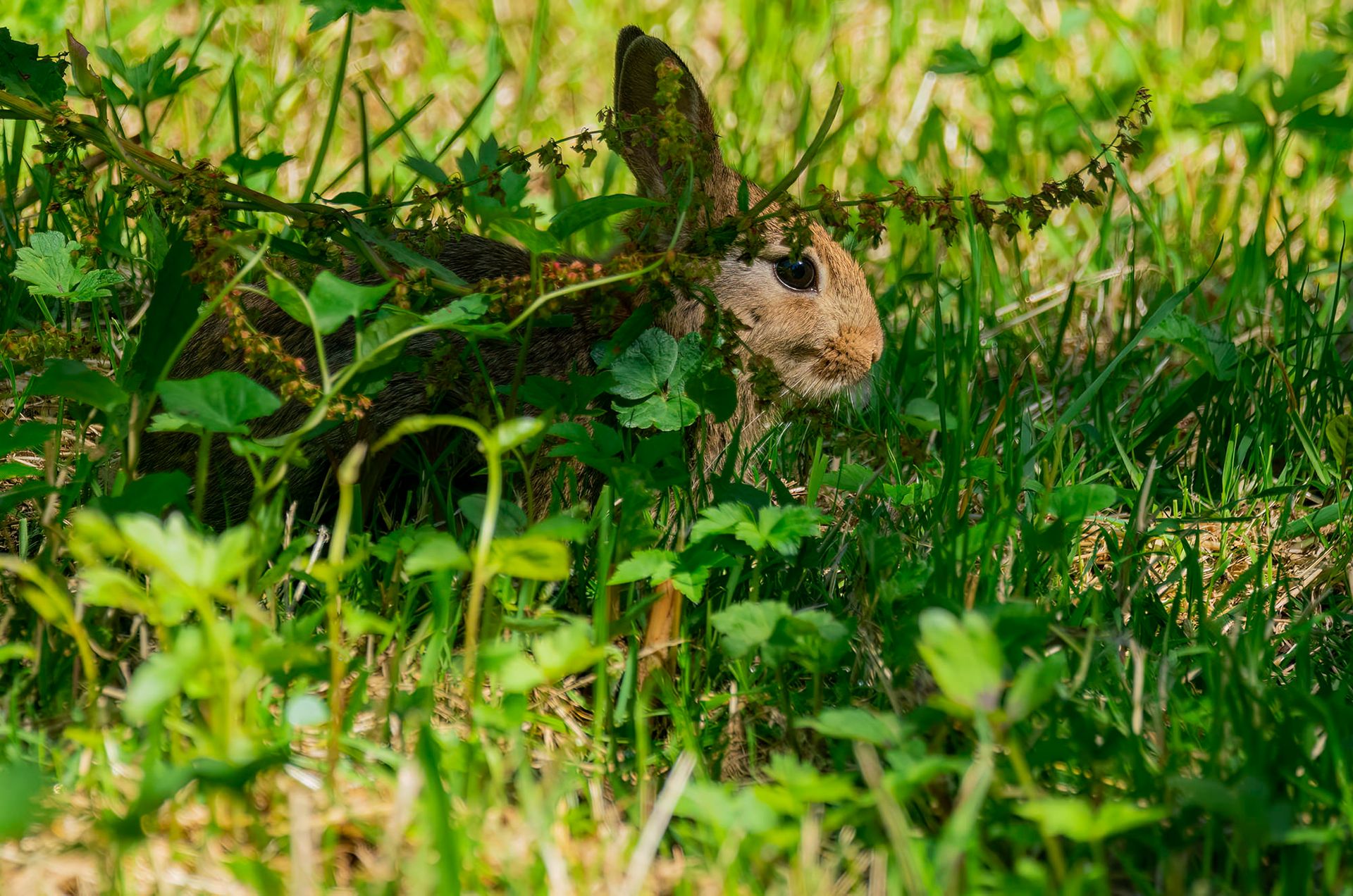 Opposite - Photographing wild rabbits in a heatwave was sweaty but ...