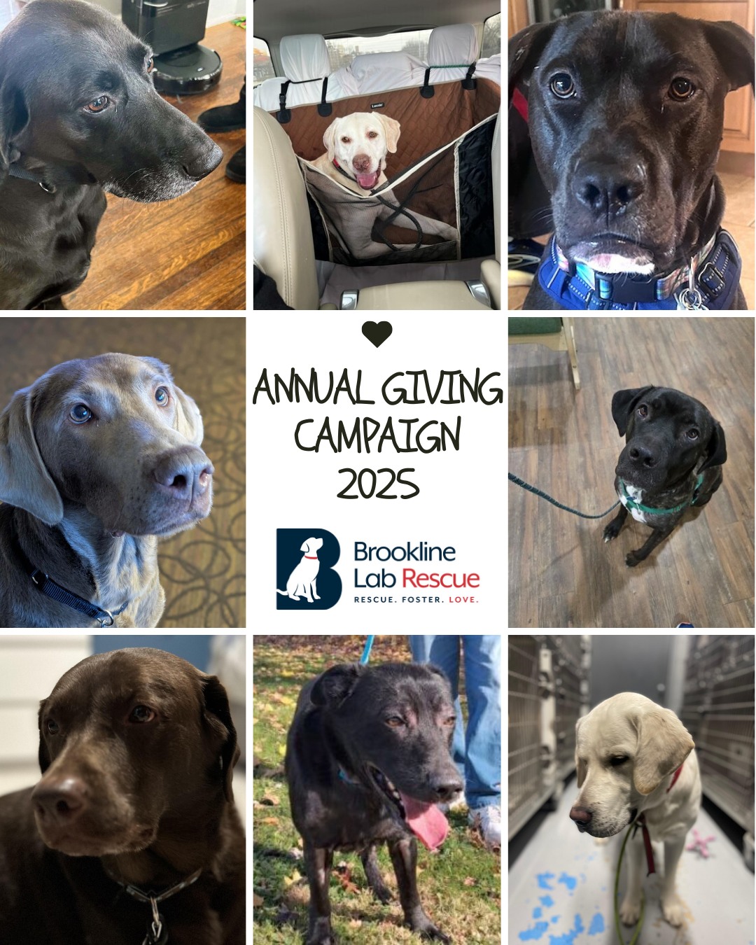 Brookline Labrador Retriever Rescue - Carla wants to say hello! You can ...