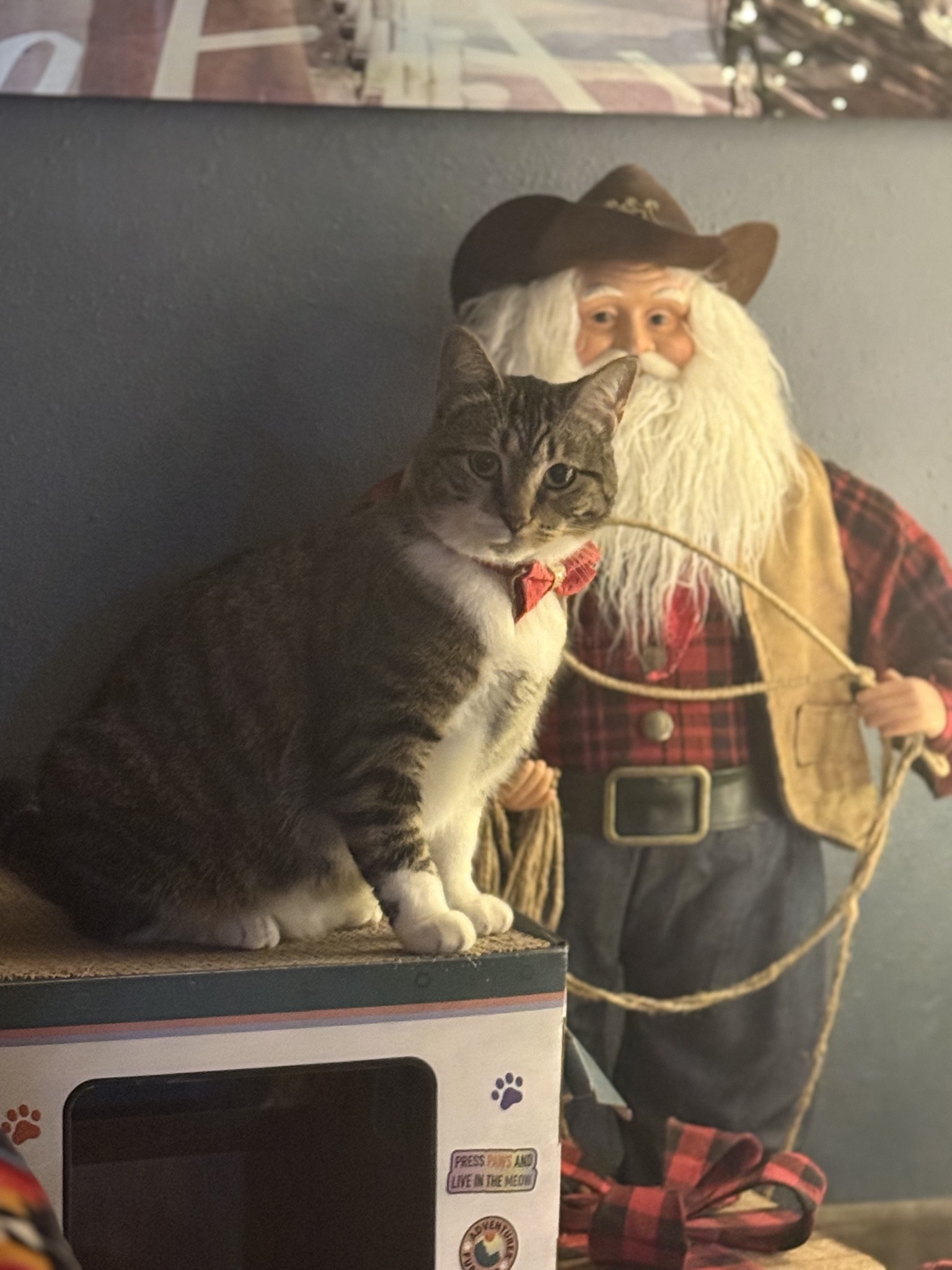 Home - Merry Christmas from Rue, the cat who landed on her feet after ...