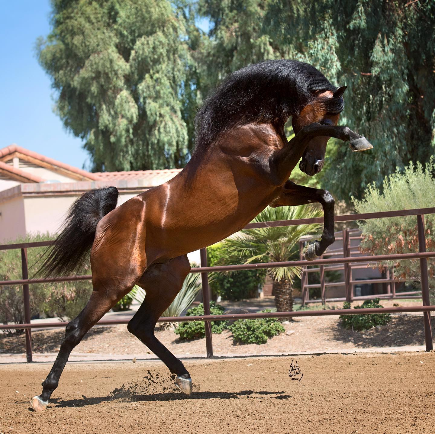 EKS Alihandro Arabian... - EKS Alihandro Arabian Stallion
