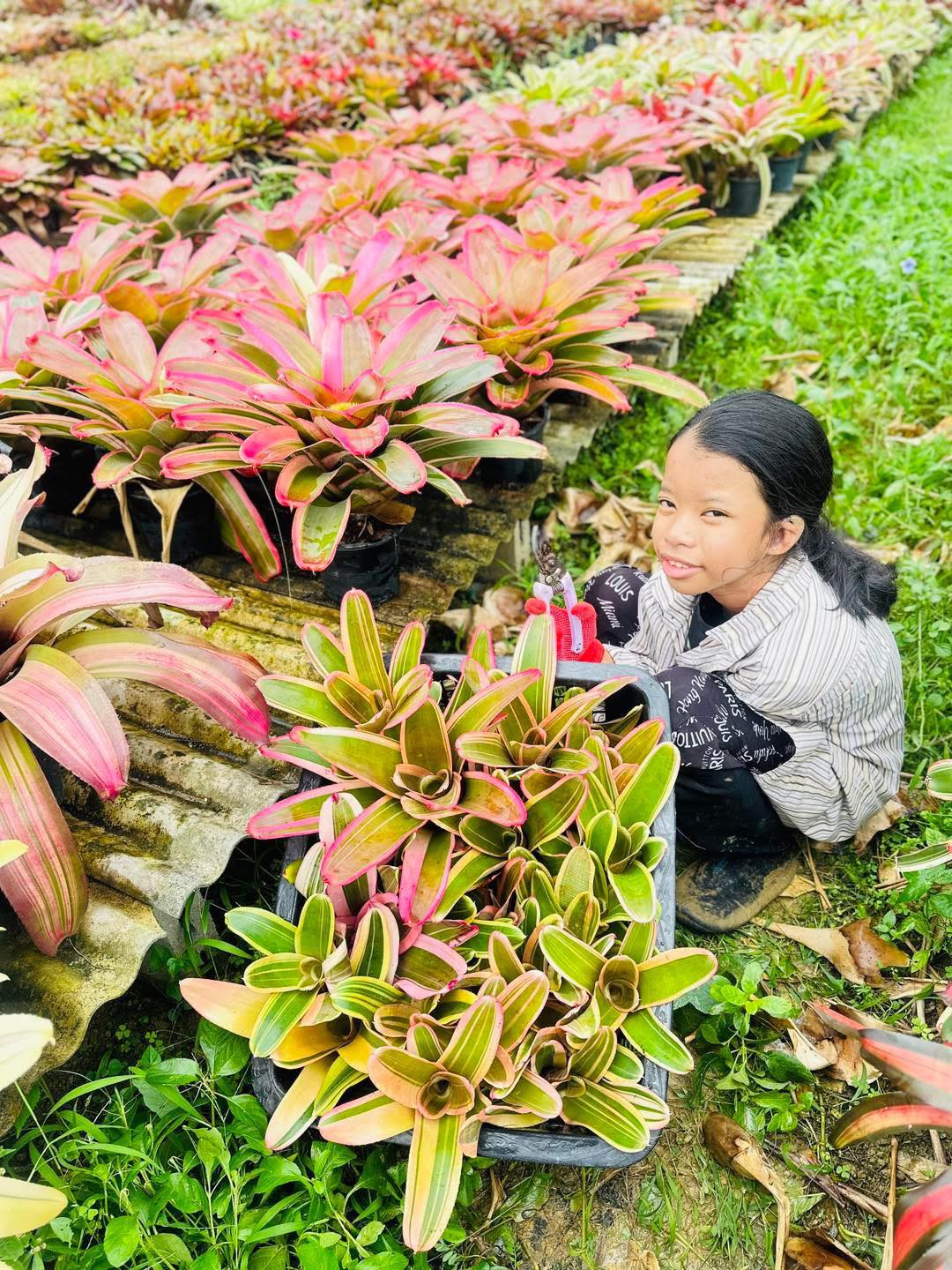 Neoregelia (car. var x cruenta)albo #แมกไม้เมืองนนท์ #Bromeliads