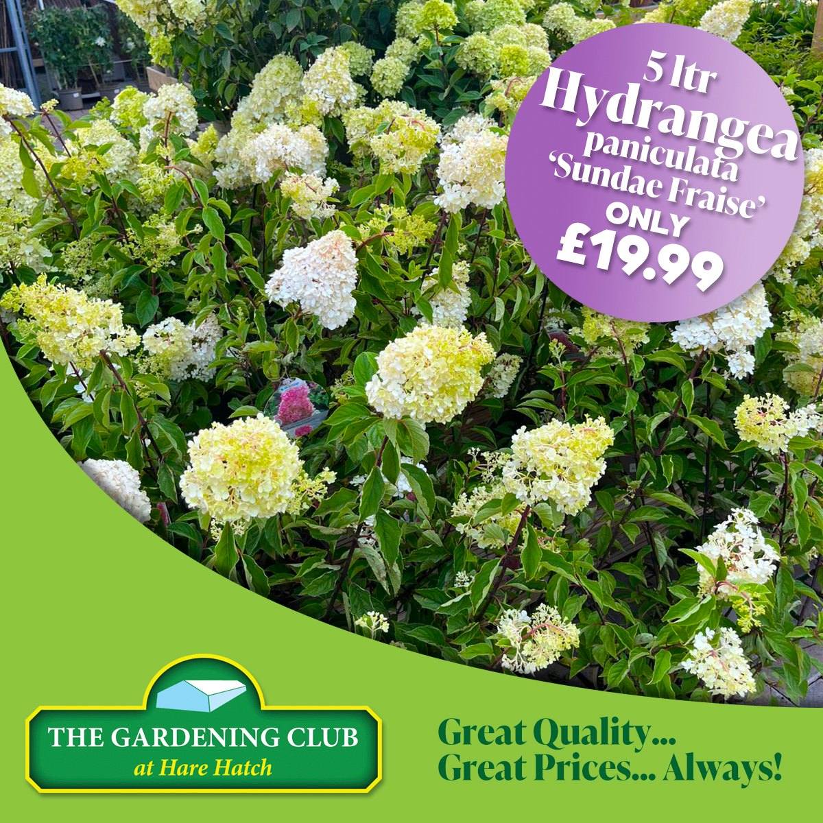 The Gardening - 🌸 Hydrangea paniculata ‘Sundae Fraise’ - 5 ltr post ...