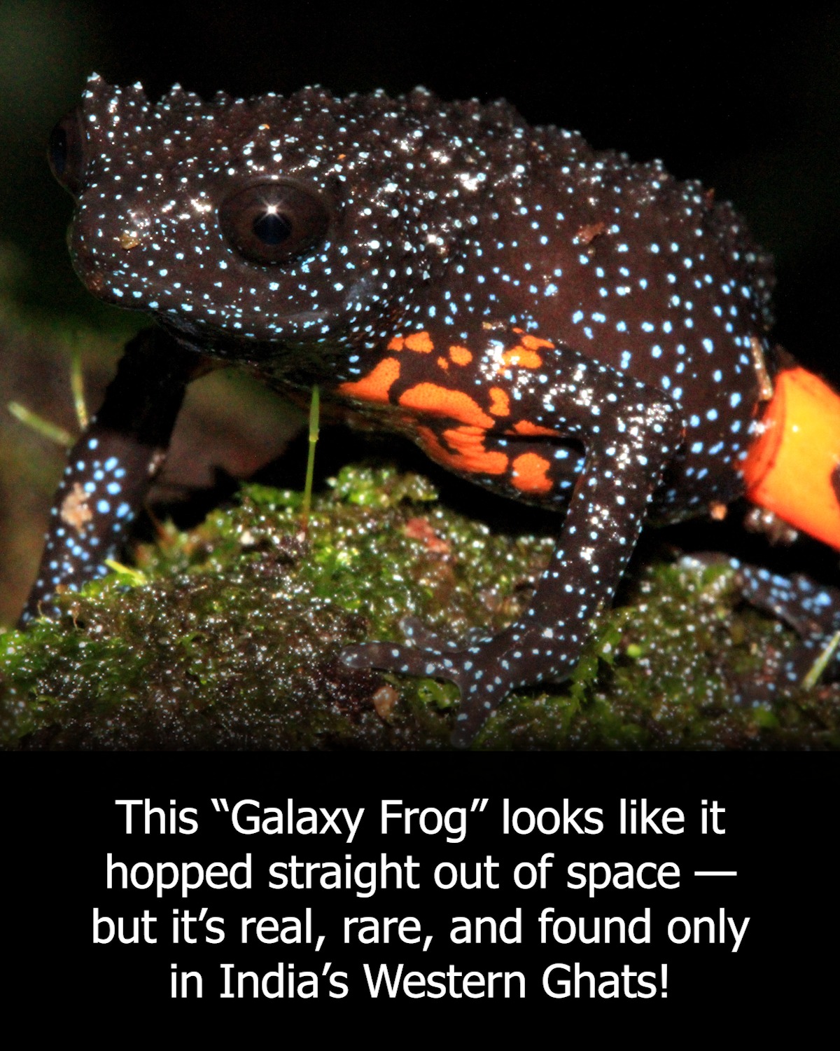 Safari - The galaxy frog, scientifically known as Melanobatrachus ...