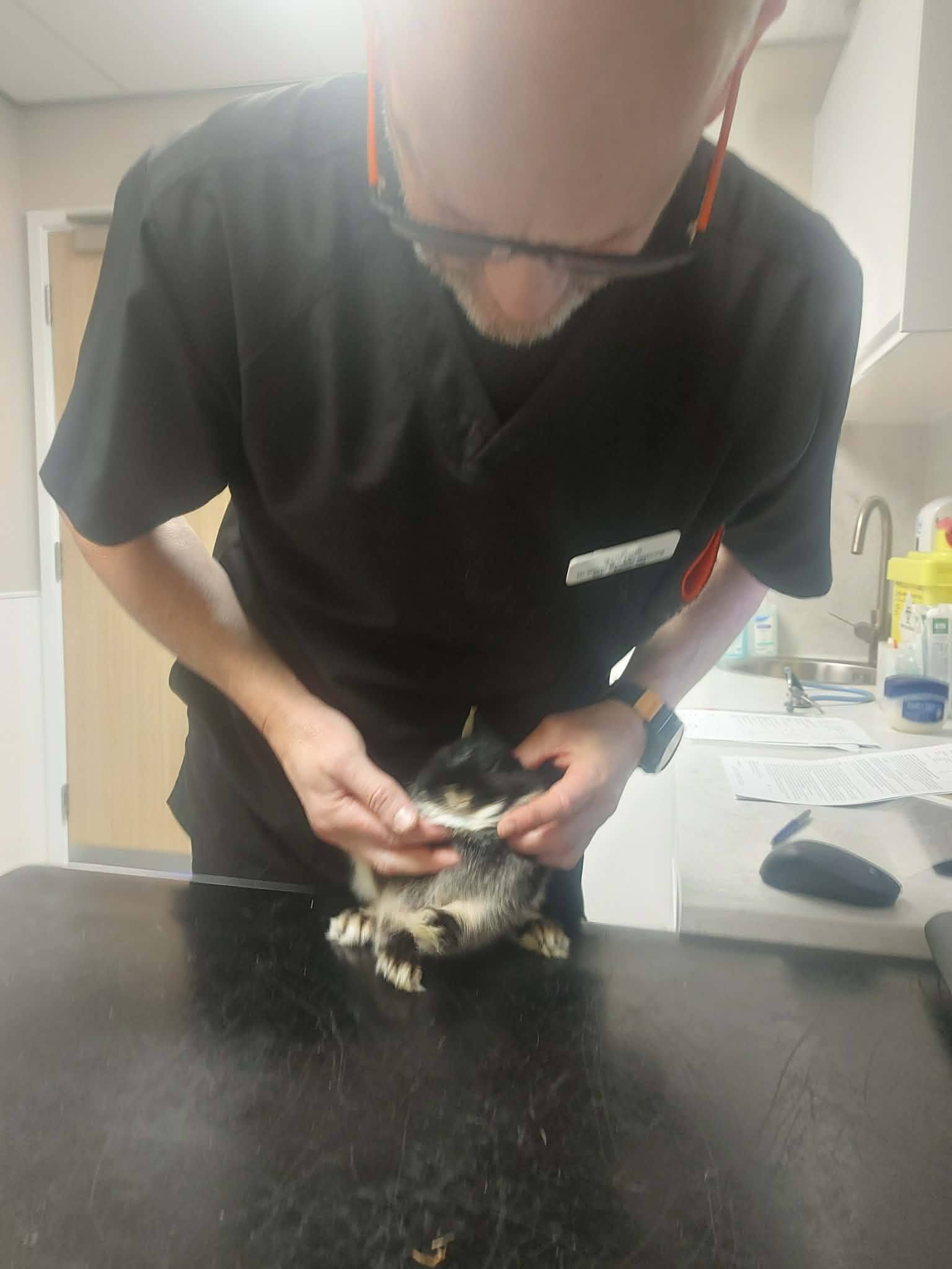 South coast... - South coast rabbit rescue . portsmouth