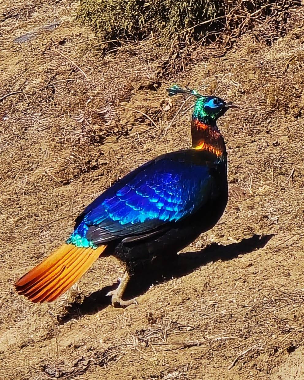 Pristine - The national bird of Nepal, Danphe, is also known as the ...