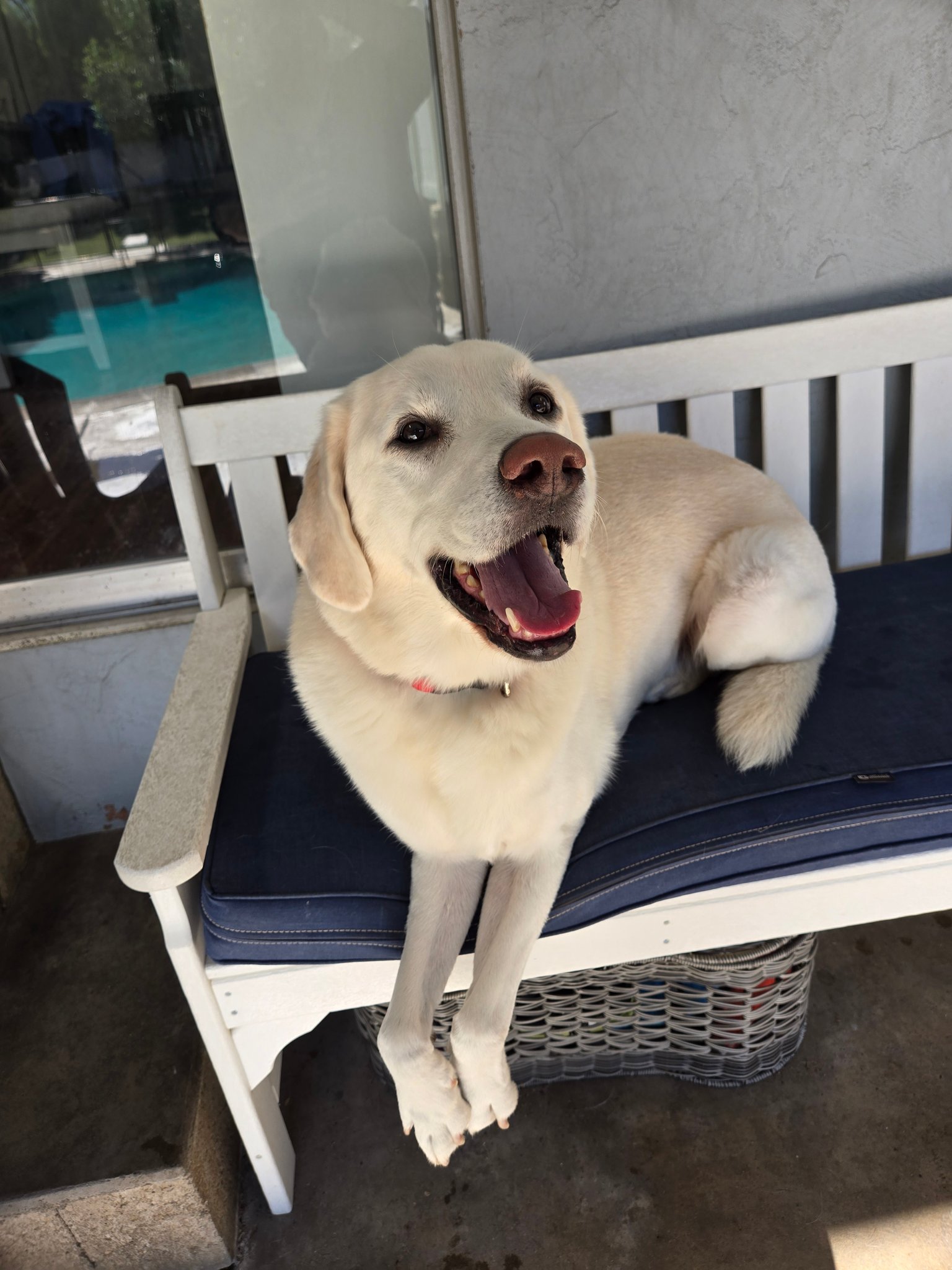 Spring Creek Kennel &... - Spring Creek Kennel & Cattery