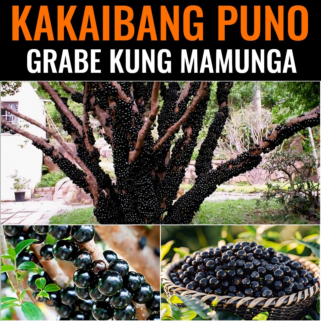 Historya - Ang Jabuticaba ay isang Brazilian tree at ang bunga nito ay ...