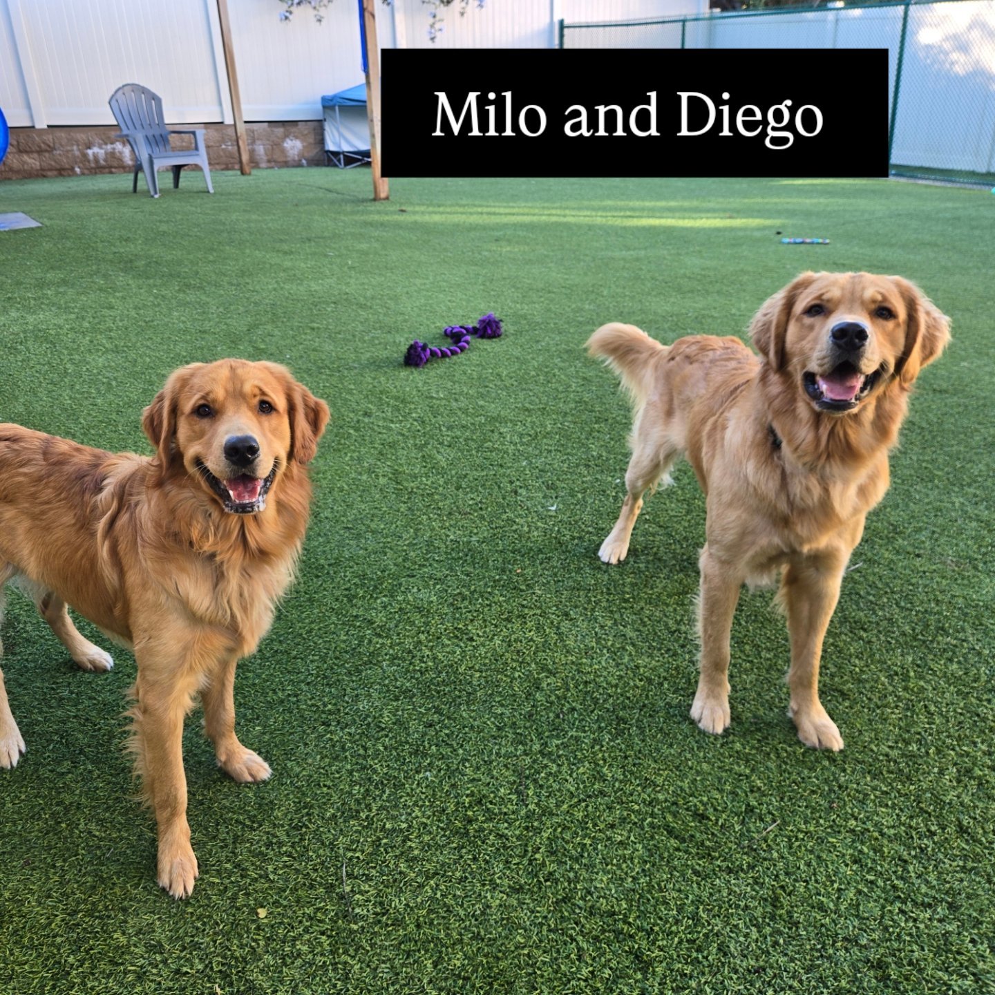 Spring Creek Kennel &... - Spring Creek Kennel & Cattery
