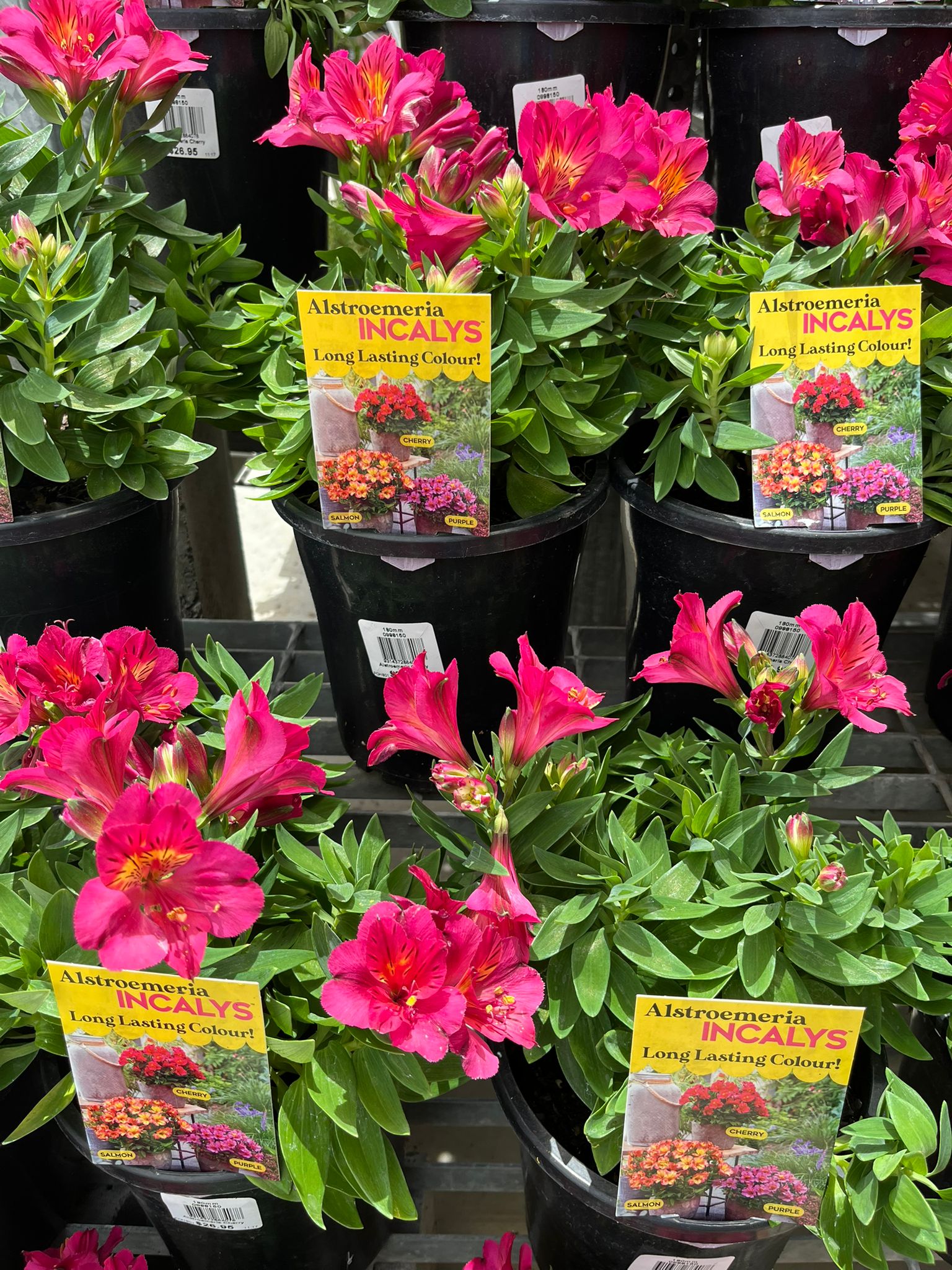 Plantipp... - Plantipp (Plant International Plant Plexus)