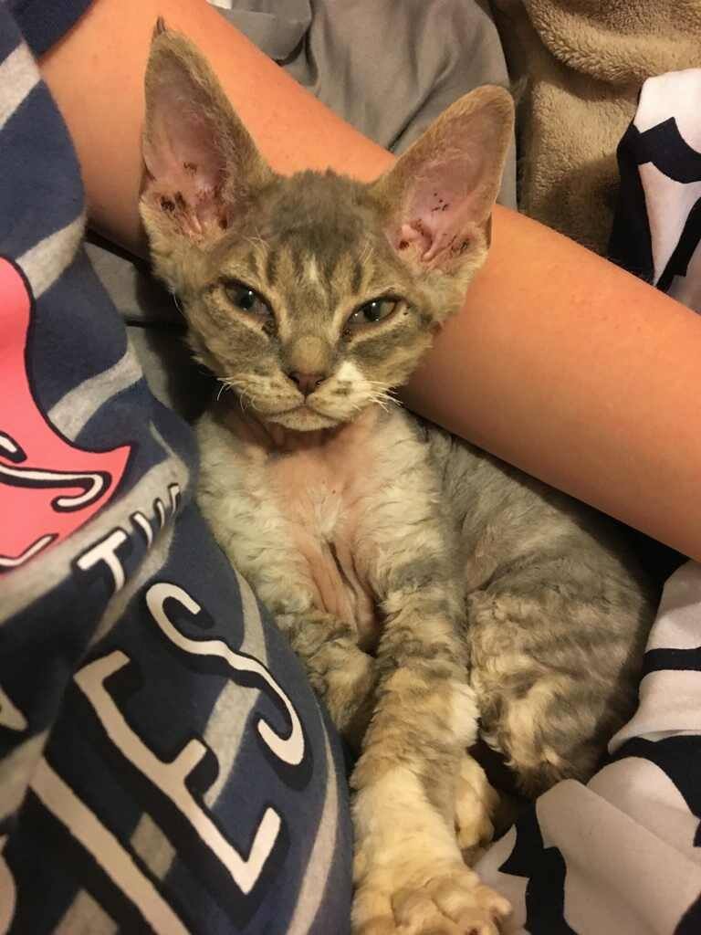 Rexellent Devon Rex Cattery