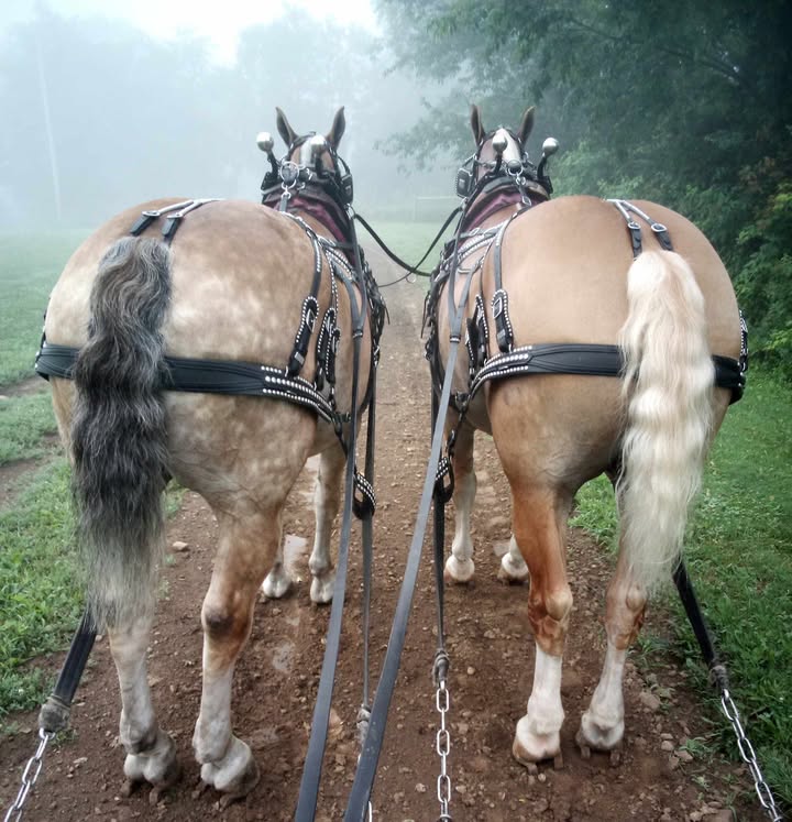 Horse - 