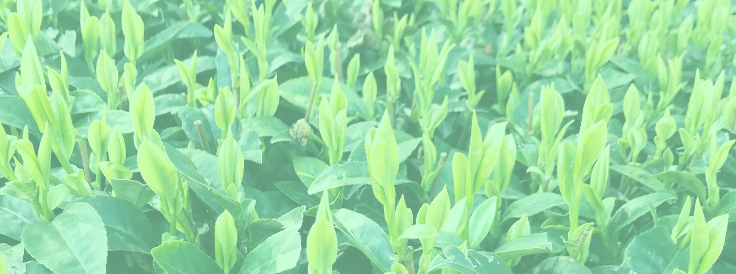 ISSA GREEN