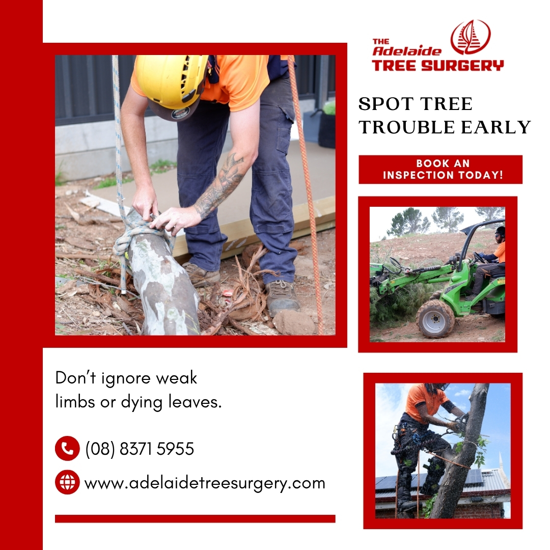 Adelaide Tree Surgery | Black Forest SA