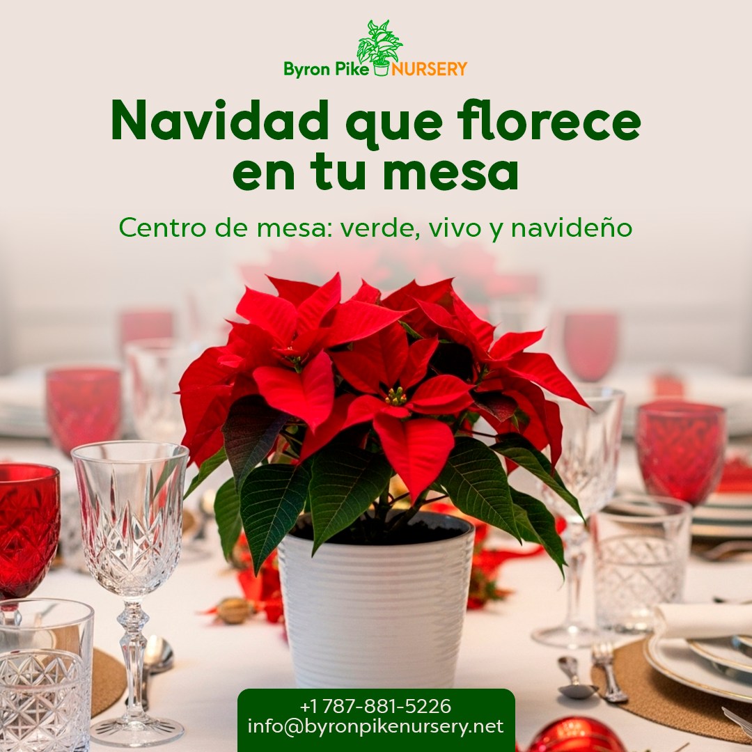 Byron - ¿Ya pensaste en cómo decorar tu mesa esta Navidad? 🎄💚 Además de ...