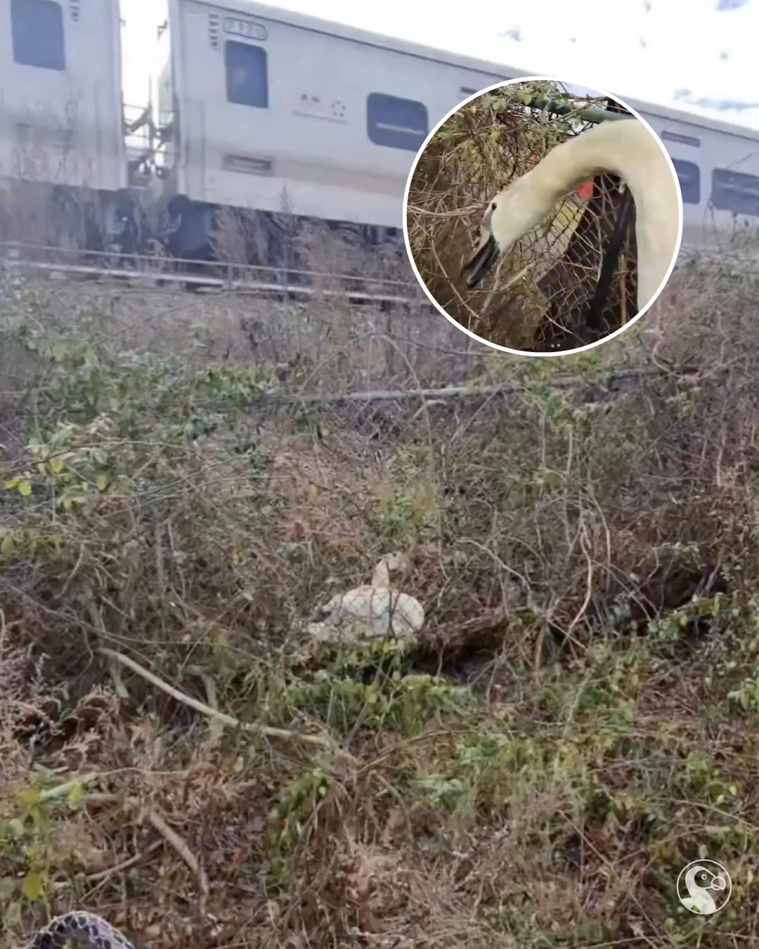 The Dodo - This white lump tangled near the train tracks almost went ...