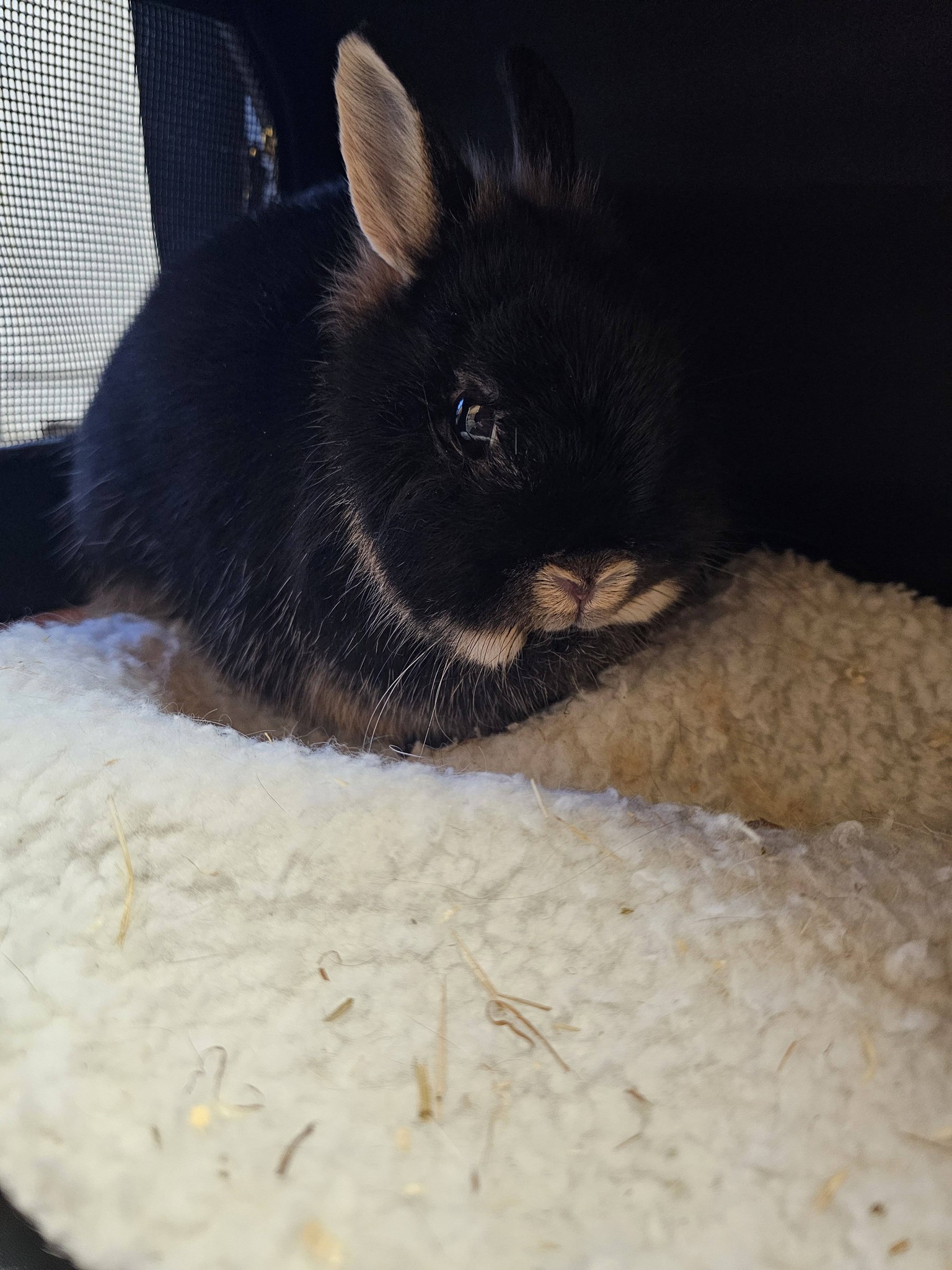 South coast... - South coast rabbit rescue . portsmouth
