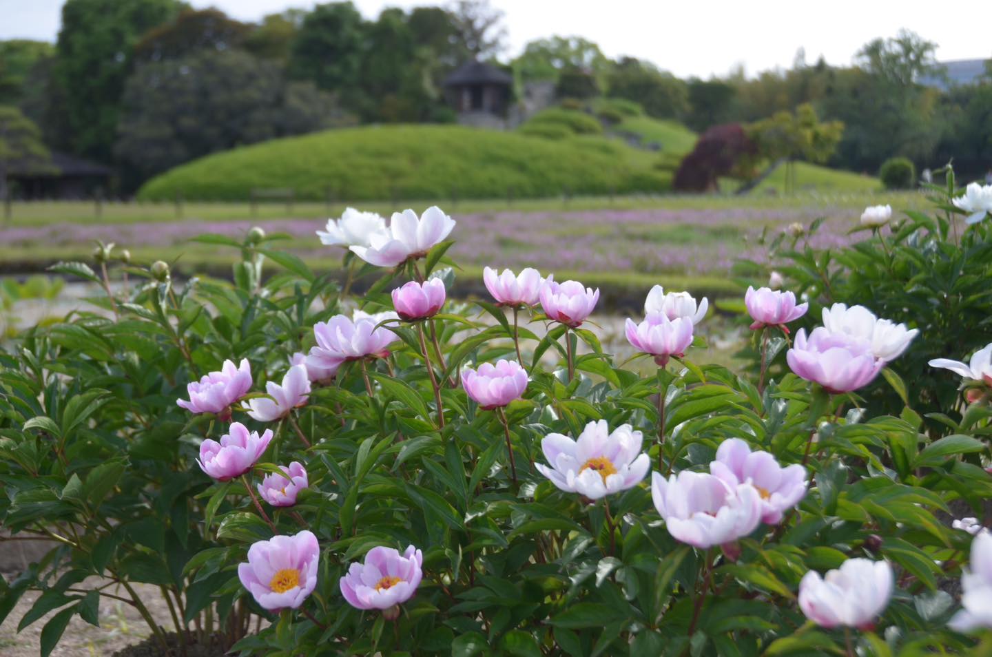 令和8年5月8日】 初夏に咲く白くて可愛い「ウツギ」の花が、水車付近に