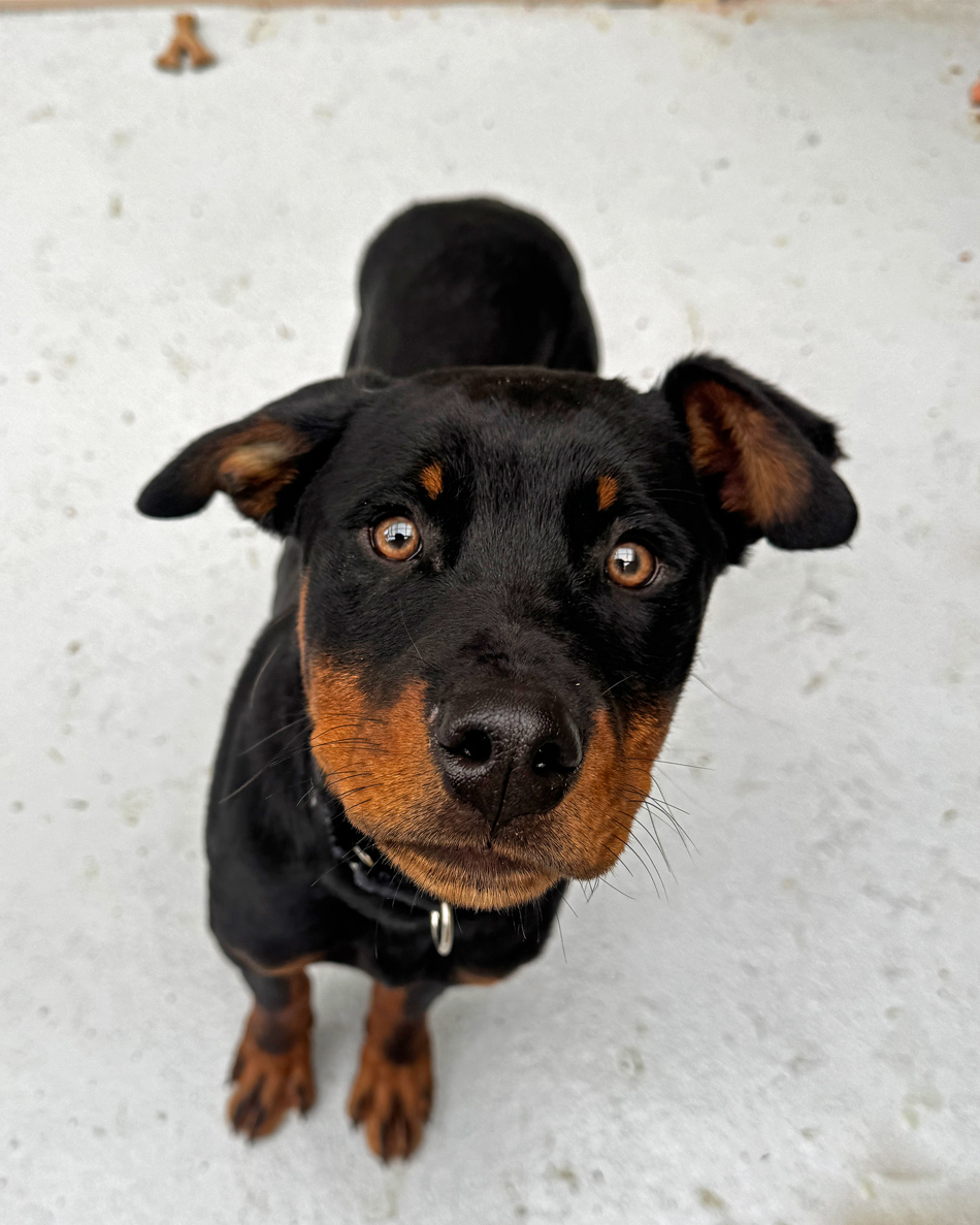 Whidbey - The four Rottweiler puppies are all male and are three months ...
