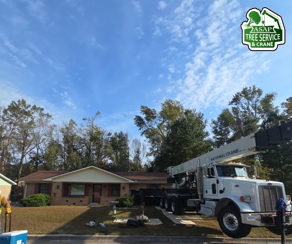 Asap tree Service