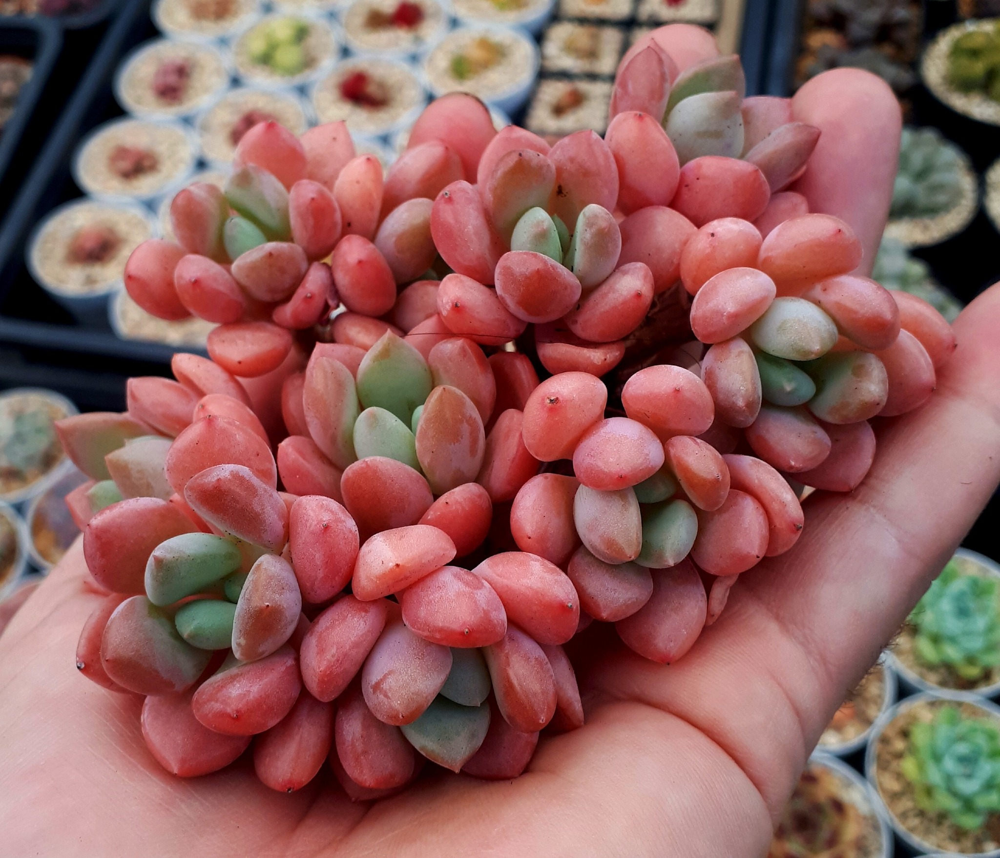 Echeveria 'Spotted deer' 🦌🌸