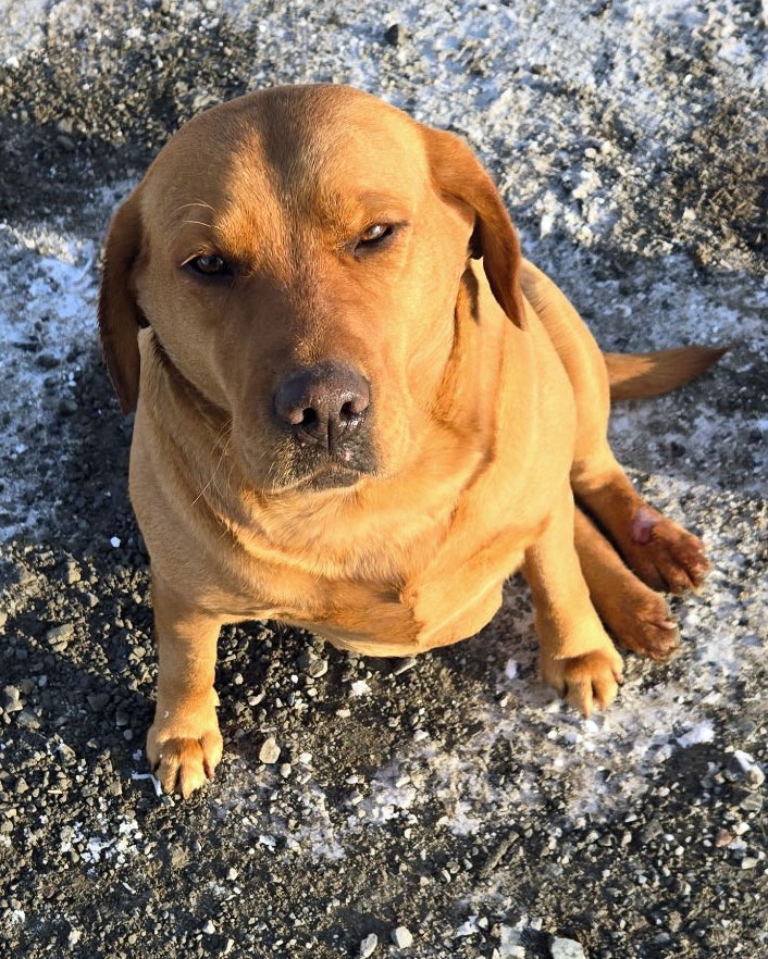 Brookline Labrador Retriever Rescue - Carla wants to say hello! You can ...