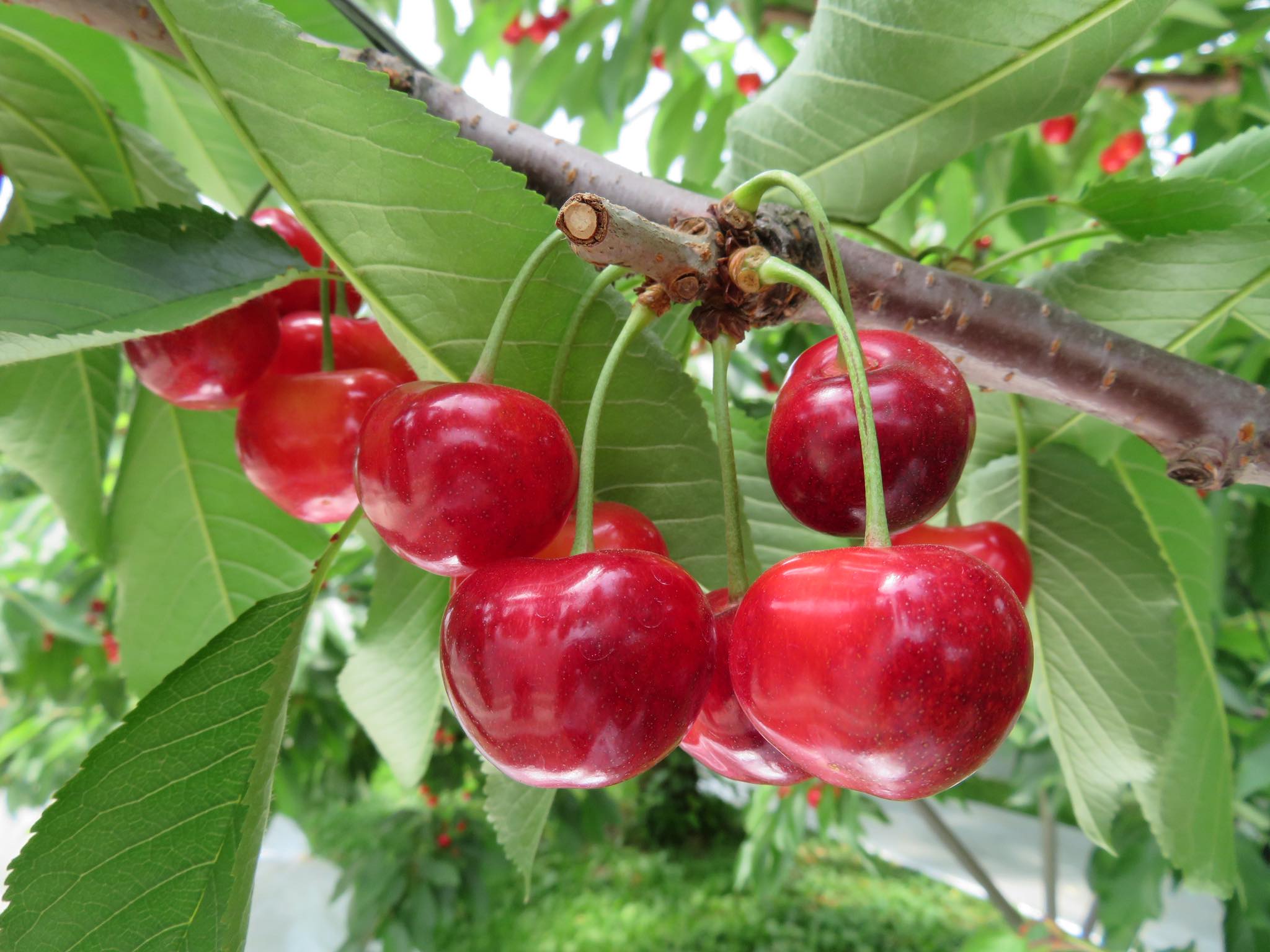 山形県のさくらんぼ🍒「佐藤錦」は今が収穫のピークです！ 生産者の
