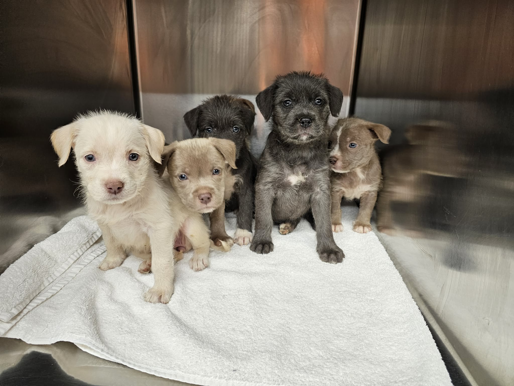 Saving - Five adorable scruffies - will be available mid-late January ...