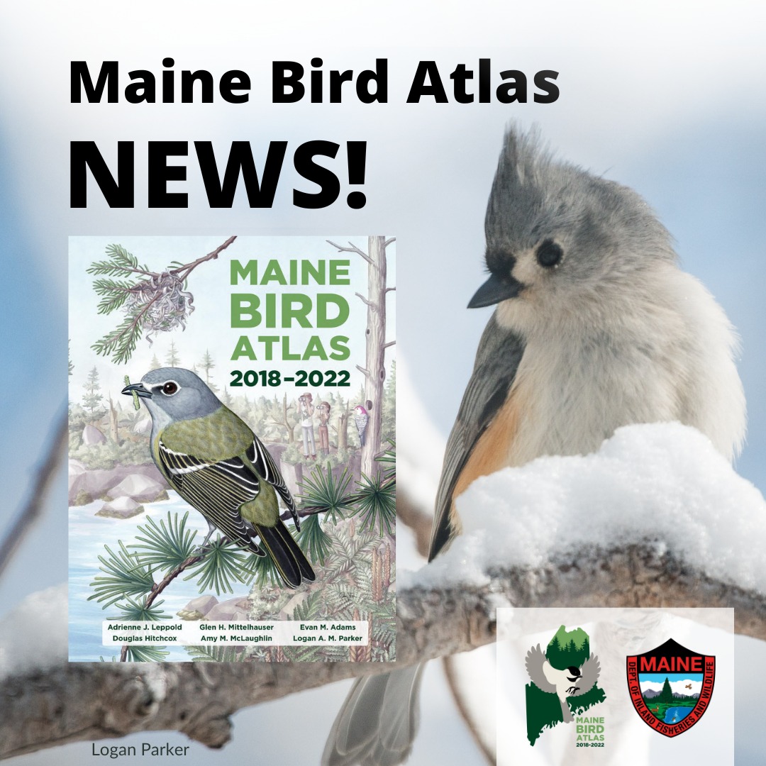 Preliminary results are in for Maine's second Bird Atlas! 233