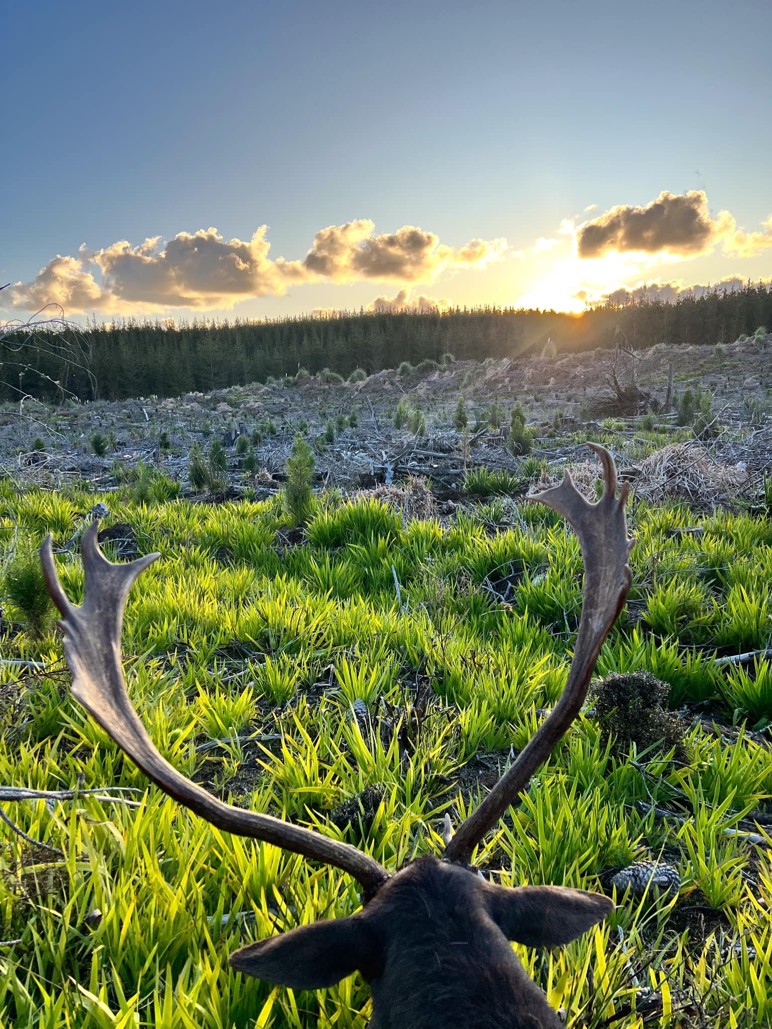 Woodhill Fallow Management Council | Auckland