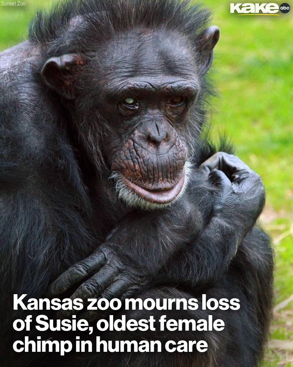 KAKE - Rest in peace, Susie. 💔 Manhattan's Sunset Zoo has announced the ...