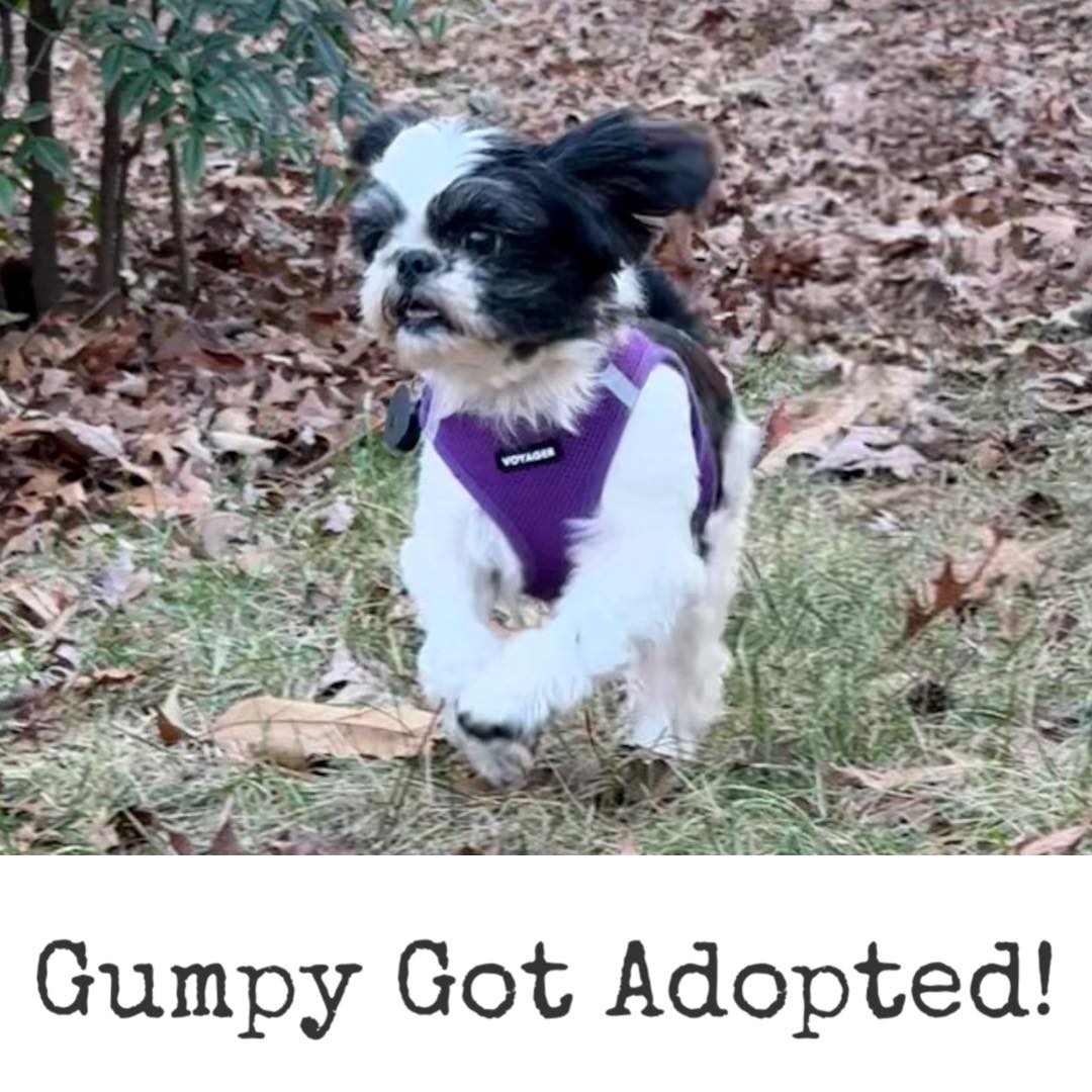 Hart-2-Heart - Gumpy got adopted on Christmas Day by Amy and Daniel ...