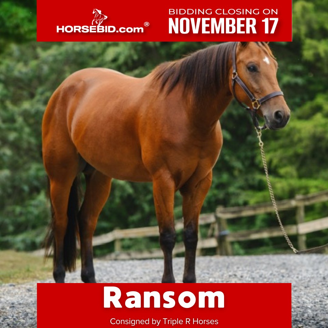 HorseBid.com - 