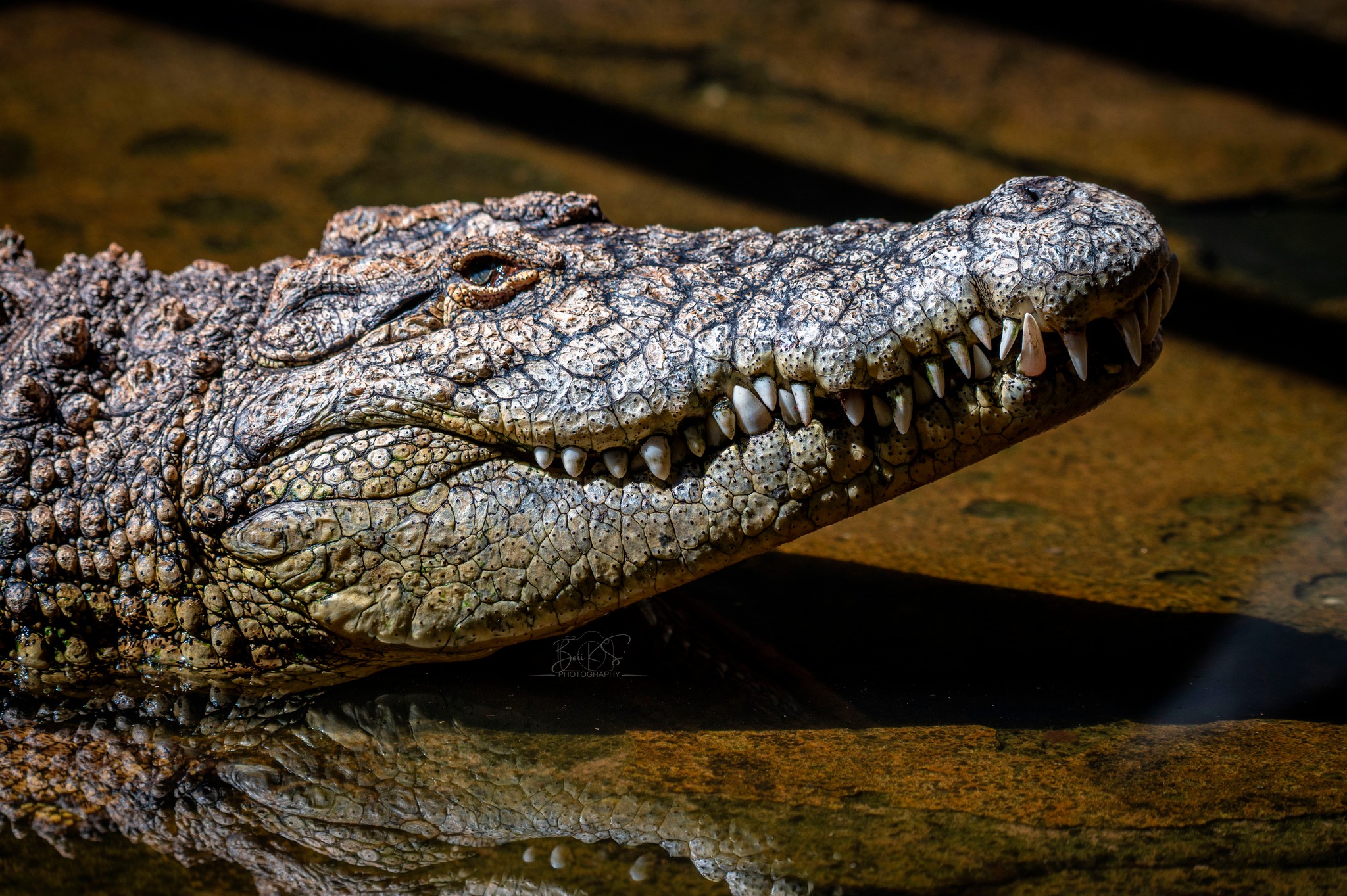 ? Able to hold its breath for over 4 hours, this dwarf crocodile 