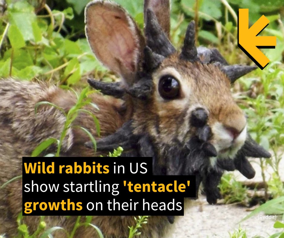ScienceAlert - The bunnies' 'horns' are a symptom of the Shope ...