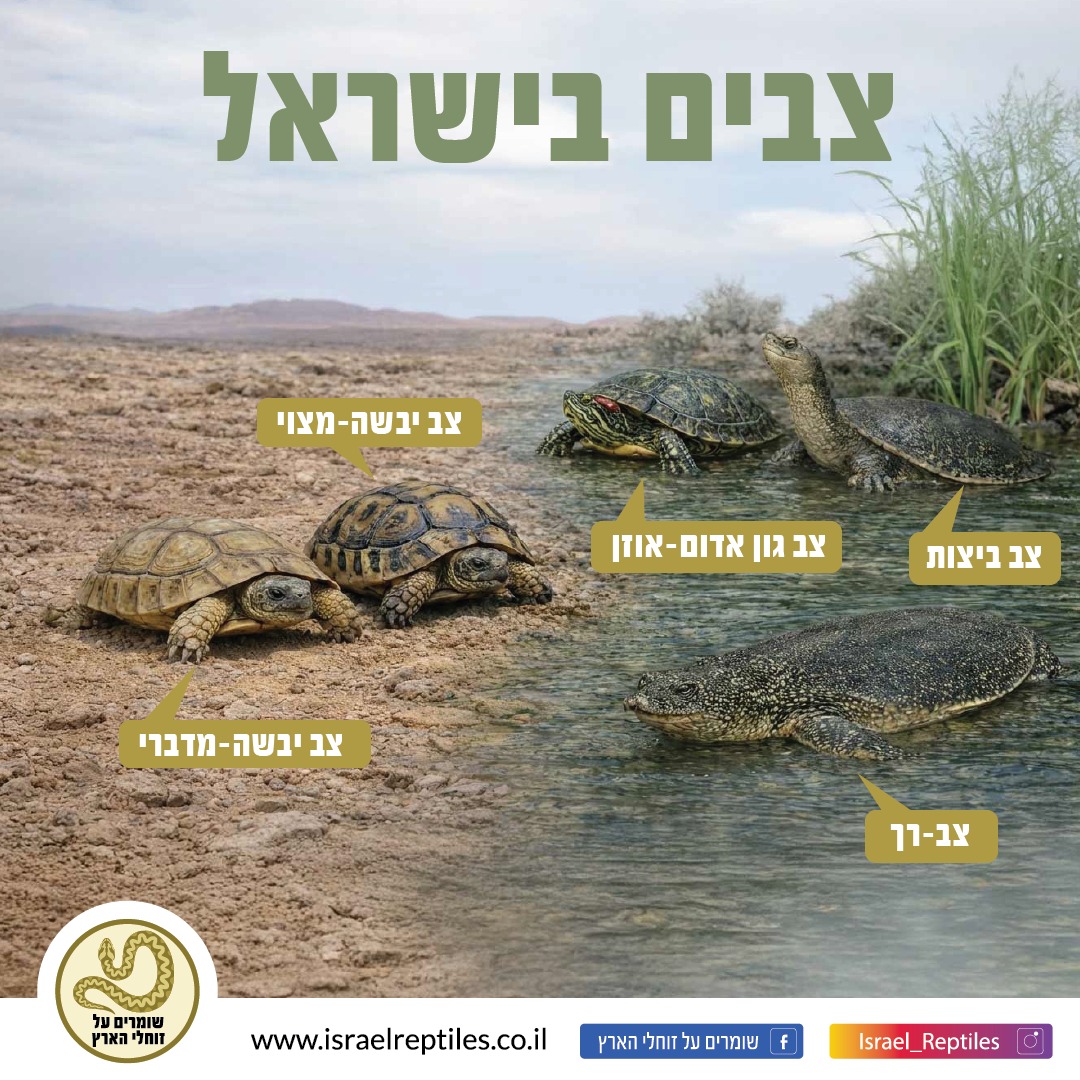 שומרים - 5 הצבים בישראל, (לא כולל את צבי הים) 2 צבי יבשה, 3 צבי מים ...