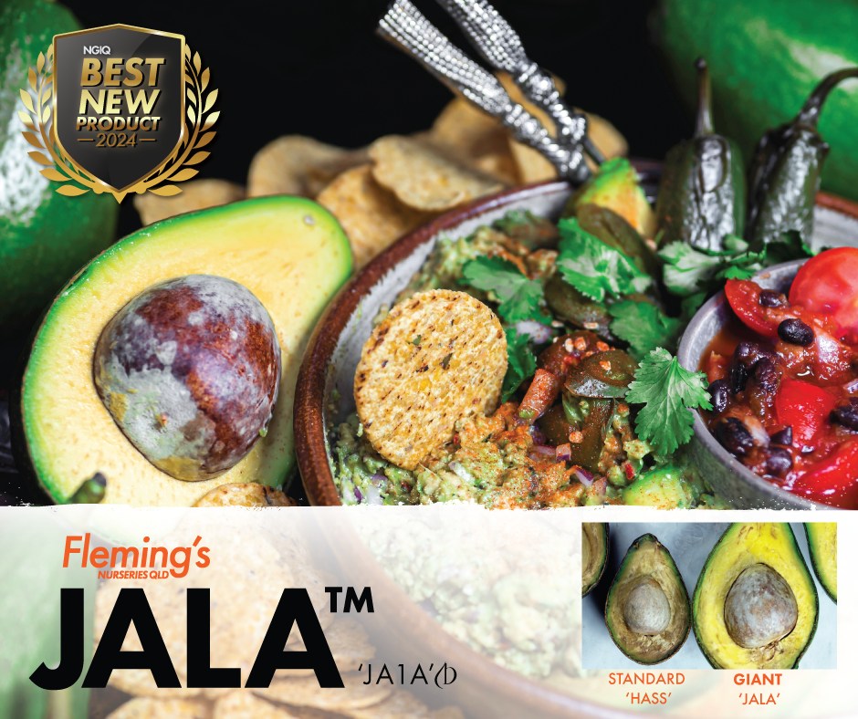 Fleming's - King of the Avo's! JALA is our newest release Avocado ...
