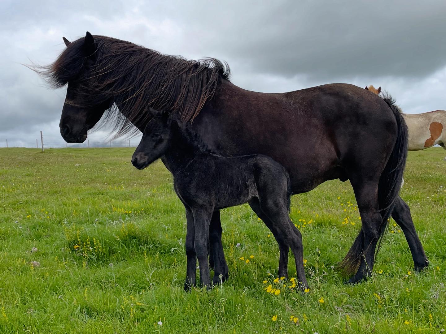Saurbær Hrossarækt / Horse Breeding Farm | Sauðárkrókur