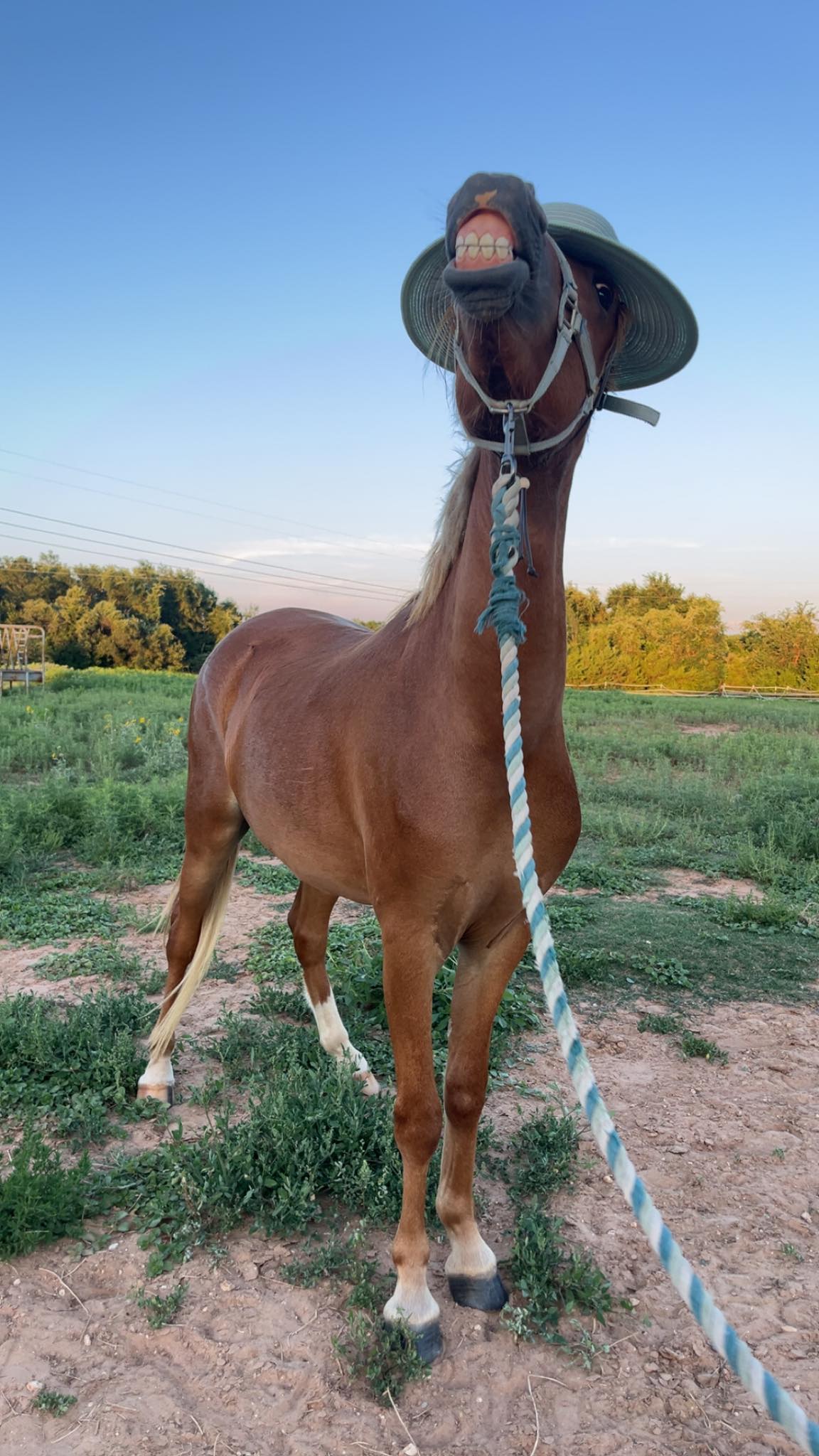 Kickapoo Ponies Texas added a new... - Kickapoo Ponies Texas
