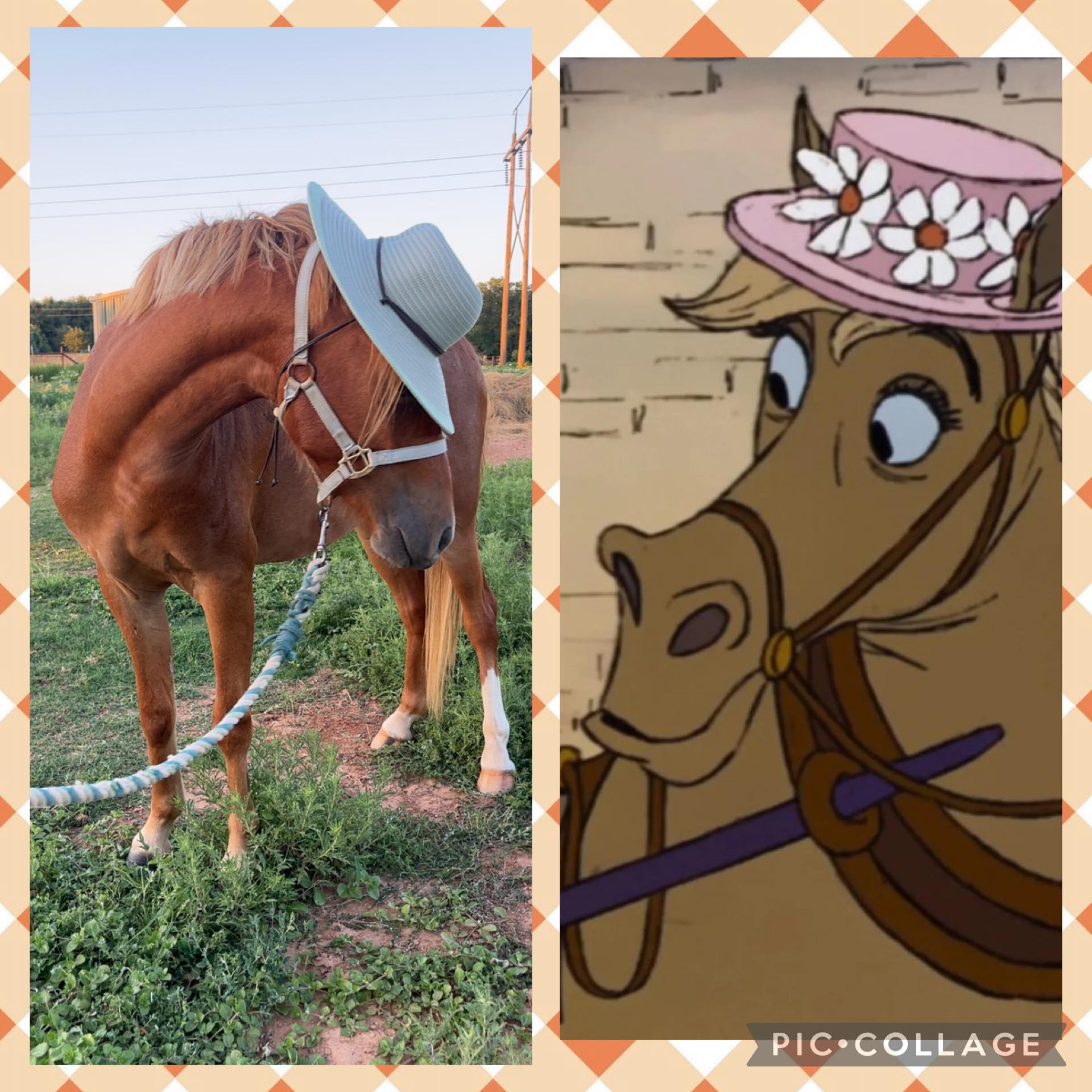 Kickapoo Ponies Texas added a new... - Kickapoo Ponies Texas