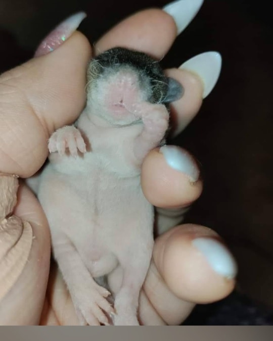 Rats to Riches Rattery and rescue - HAPPY MONDAY !!! I WILL BE SHIPPING ...