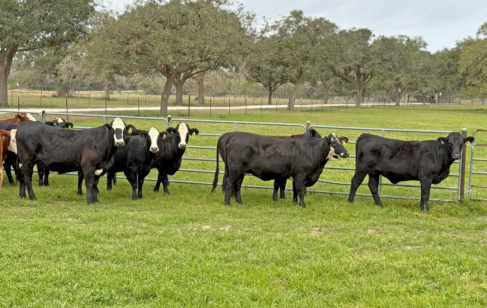 The Cattle Range - 📌Check TCR’s Daily Market Summary for additional ...