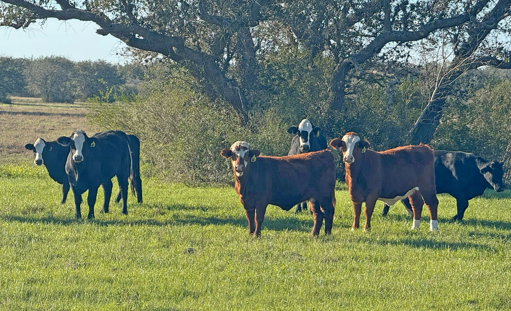 The Cattle Range - 📌Check TCR’s Daily Market Summary for additional ...