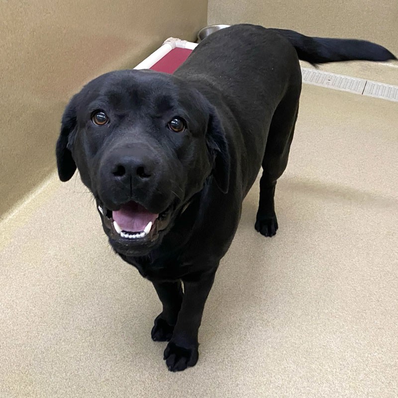 Atlanta Lab Rescue added a new photo. - Atlanta Lab Rescue
