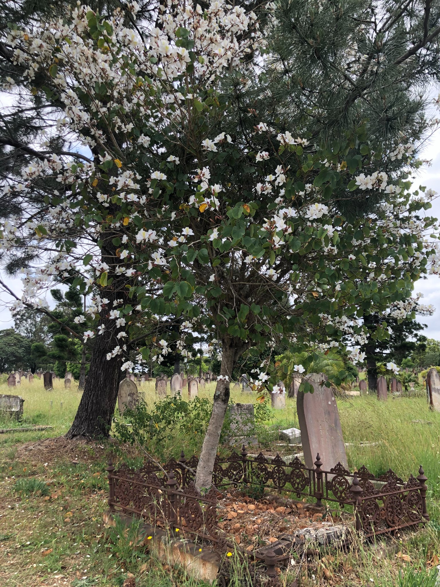 Rookwood Cemetery Discoveries - I was pondering upon epitaphs the other ...