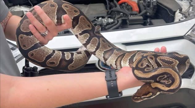 Florida - A Martin County resident got quite the shock after finding a ...