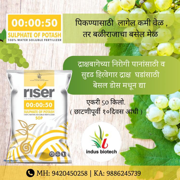 Indus Biotech Fertilizer Company | Sangli