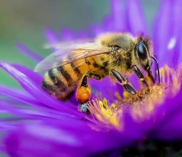 Atlantiis - Abelhas a serviço do Planeta 🐝🐝🐝 Na reconstrução de Gênese ...