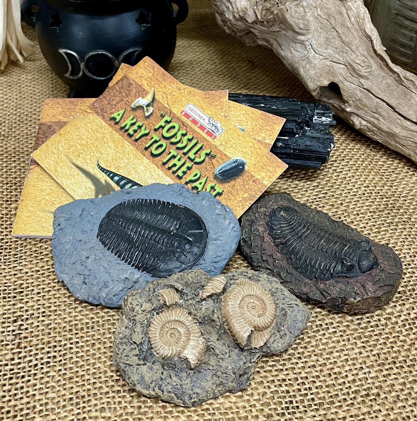 Witch - 🦕 Resin Fossil with Booklet – Educational Set 🌿 Overview ...